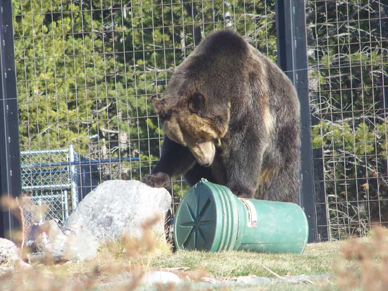 Ninemile Wildlife Workgroup Grizzly Bear Proof Container