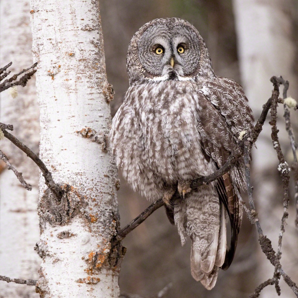 Ninemile Wildlife Workgroup Great Grey Owl