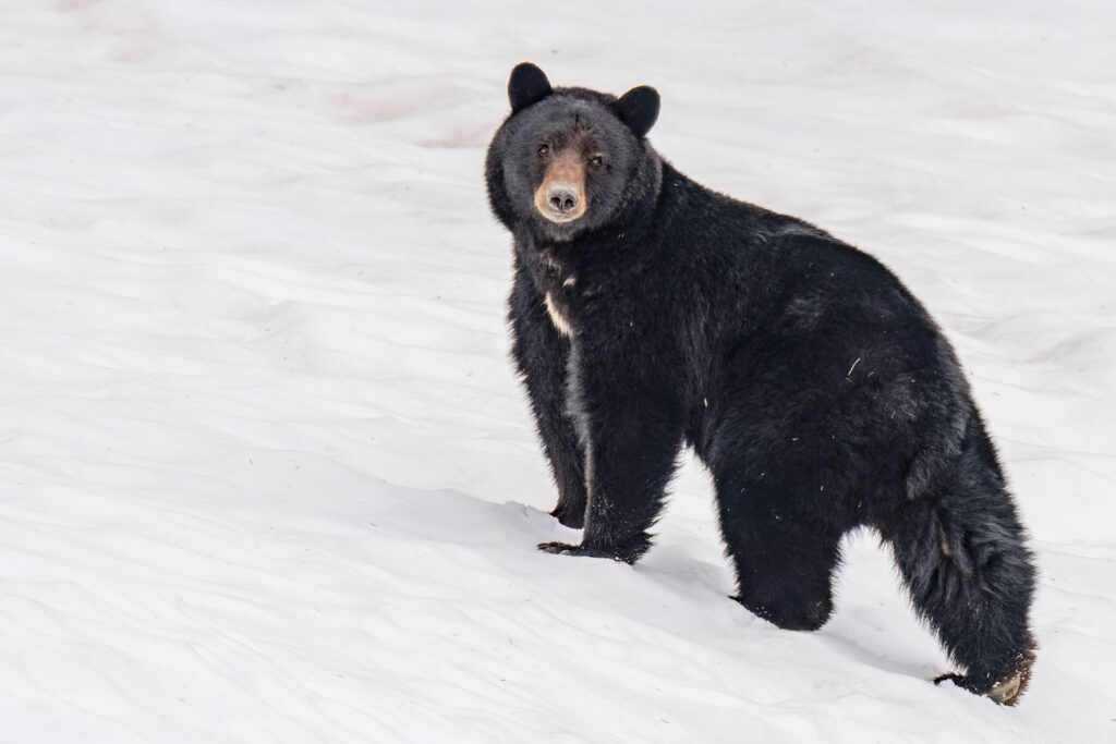 Ninemile Wildlife Workgroup Black Bear On Snow