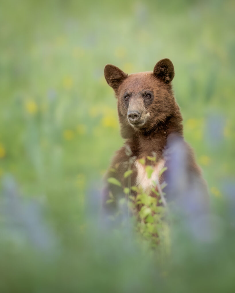 Ninemile Wildlife Workgroup Black Bear Standing