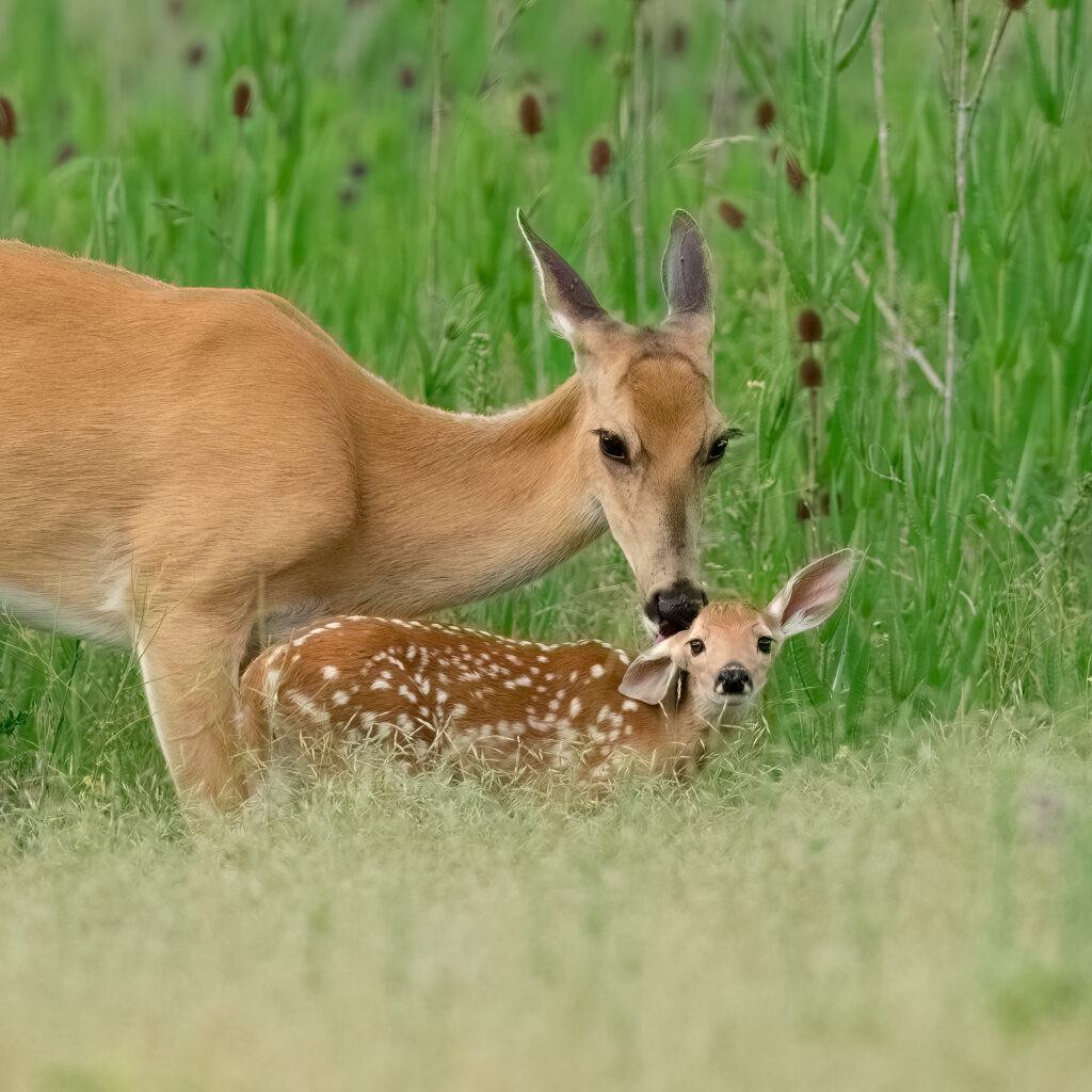 Ninemile Wildlife Workgroup Deer Fawn