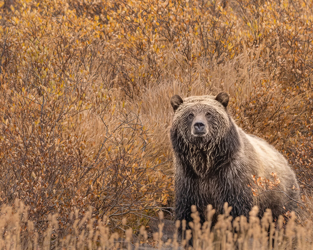 Ninemile Wildlife Workgroup Grizzly Bear Fall