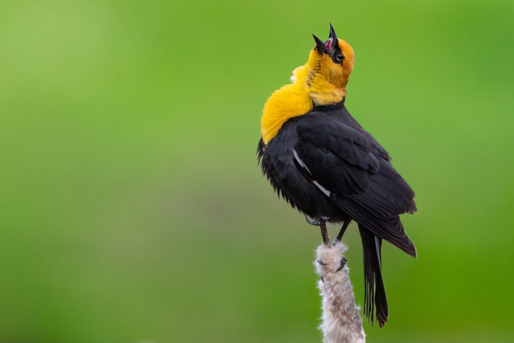 Ninemile Wildlife Workgroup Meadowlark Resources