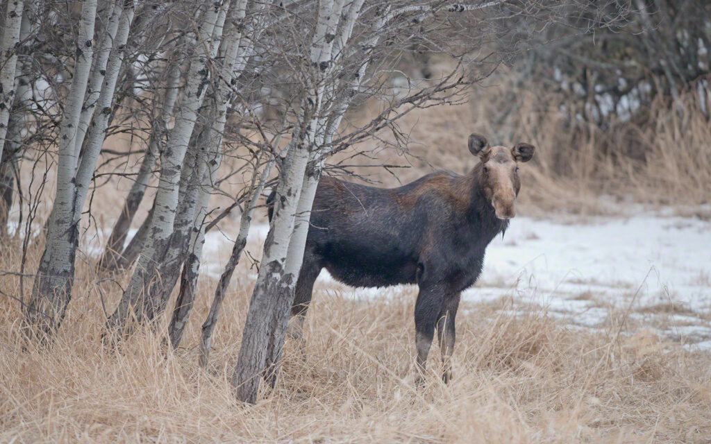 Ninemile Wildlife Workgroup Moose