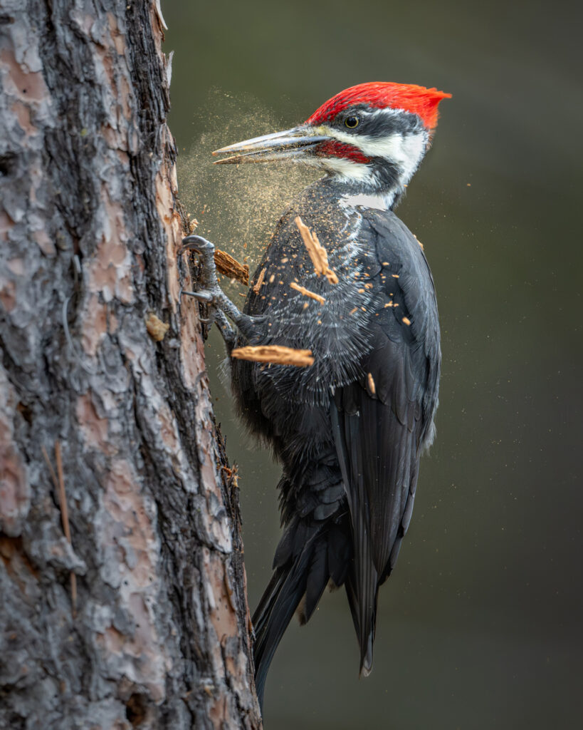 Ninemile Wildlife Workgroup Pileated Woodpecker