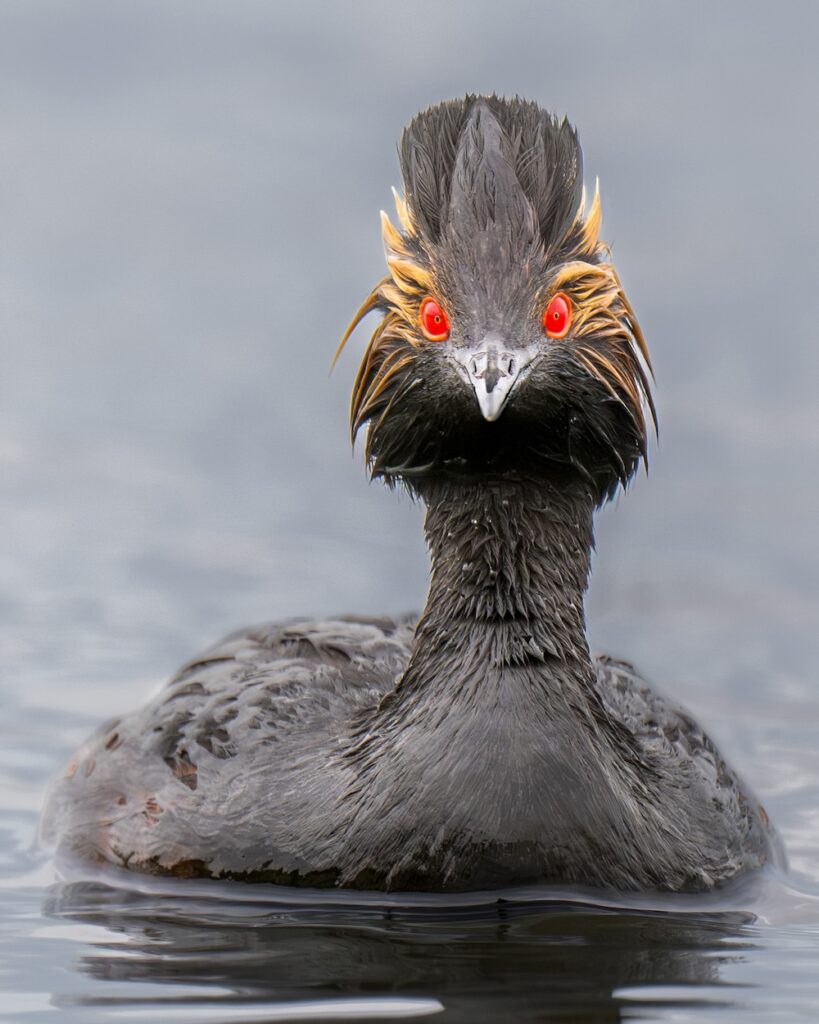 Ninemile Wildlife Workgroup Eared Grebe
