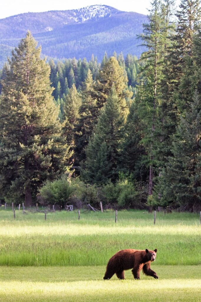 Ninemile Wildlife Workgroup Connectivity Black Bear
